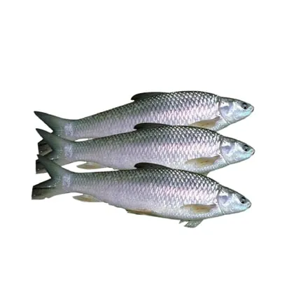 Best Bata Fish in patna-chickenwala